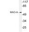 Monoamine Oxidase A antibody, LS-B12558, Lifespan Biosciences, Western Blot image 