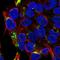 FAH antibody, HPA041370, Atlas Antibodies, Immunofluorescence image 