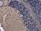 Fibroblast Growth Factor 13 antibody, PA5-27302, Invitrogen Antibodies, Immunohistochemistry frozen image 