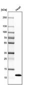 Phospholamban antibody, NBP1-85543, Novus Biologicals, Western Blot image 