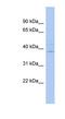IQ Motif Containing K antibody, NBP1-56735, Novus Biologicals, Western Blot image 