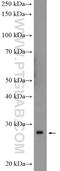 MOB Kinase Activator 1A antibody, 11669-1-AP, Proteintech Group, Western Blot image 