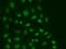 Mitotic Arrest Deficient 1 Like 1 antibody, orb49050, Biorbyt, Immunofluorescence image 