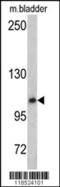 O-Linked N-Acetylglucosamine (GlcNAc) Transferase antibody, 62-409, ProSci, Western Blot image 