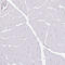 Anillin Actin Binding Protein antibody, AMAb90660, Atlas Antibodies, Immunohistochemistry frozen image 