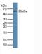 Farnesyl-Diphosphate Farnesyltransferase 1 antibody, LS-C293818, Lifespan Biosciences, Western Blot image 