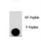 LEO1 Homolog, Paf1/RNA Polymerase II Complex Component antibody, orb89959, Biorbyt, Dot Blot image 