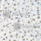 Insulin Like Growth Factor 2 MRNA Binding Protein 2 antibody, A2749, ABclonal Technology, Immunohistochemistry paraffin image 