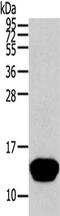 Thyroid hormone-inducible hepatic protein antibody, CSB-PA696718, Cusabio, Western Blot image 