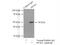 Protein Interacting With PRKCA 1 antibody, 10983-2-AP, Proteintech Group, Immunoprecipitation image 