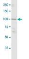 DGCR8 Microprocessor Complex Subunit antibody, H00054487-D01P, Novus Biologicals, Western Blot image 