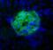 Podoplanin antibody, MA5-16113, Invitrogen Antibodies, Immunofluorescence image 