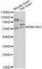 RNA binding protein fox-1 homolog 3 antibody, STJ25310, St John