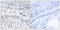 Enhancer Of Zeste 1 Polycomb Repressive Complex 2 Subunit antibody, LS-C119186, Lifespan Biosciences, Immunohistochemistry frozen image 