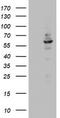 DDX21 antibody, TA802815S, Origene, Western Blot image 