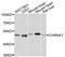 Cholinergic Receptor Nicotinic Alpha 7 Subunit antibody, abx135721, Abbexa, Western Blot image 