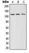 Glutamate Metabotropic Receptor 4 antibody, LS-C352281, Lifespan Biosciences, Western Blot image 
