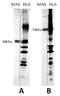 Respiratory Syncytial Virus Glycoprotein F antibody, NBP2-50392, Novus Biologicals, Western Blot image 