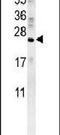 Arginine Vasopressin antibody, PA5-25471, Invitrogen Antibodies, Western Blot image 