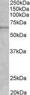 Cytochrome P450 1A2 antibody, STJ72681, St John