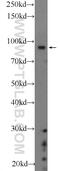 BRCA1 Associated RING Domain 1 antibody, 22964-1-AP, Proteintech Group, Western Blot image 