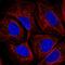 HtrA Serine Peptidase 3 antibody, PA5-66637, Invitrogen Antibodies, Immunofluorescence image 