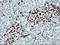 p53 antibody, LS-C173023, Lifespan Biosciences, Immunohistochemistry frozen image 