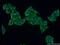 Secreted Phosphoprotein 1 antibody, 22952-1-AP, Proteintech Group, Immunofluorescence image 