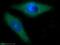 Colony Stimulating Factor 3 antibody, 17185-1-AP, Proteintech Group, Immunofluorescence image 