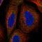 TLC Domain Containing 5 antibody, HPA074432, Atlas Antibodies, Immunocytochemistry image 