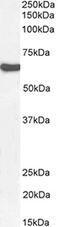  antibody, CL8653AP, Cedarlane Labs, Western Blot image 