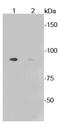 Glycogen Synthase 1 antibody, NBP2-67315, Novus Biologicals, Western Blot image 