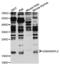 GABA Type A Receptor Associated Protein Like 2 antibody, LS-C749834, Lifespan Biosciences, Western Blot image 