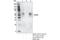 V-Set Immunoregulatory Receptor antibody, 54979T, Cell Signaling Technology, Immunoprecipitation image 
