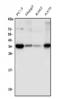 Sprouty RTK Signaling Antagonist 4 antibody, A04343-2, Boster Biological Technology, Western Blot image 