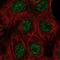 Mucin 2, Oligomeric Mucus/Gel-Forming antibody, NBP1-84391, Novus Biologicals, Immunocytochemistry image 
