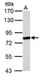 MX Dynamin Like GTPase 1 antibody, LS-C186144, Lifespan Biosciences, Western Blot image 