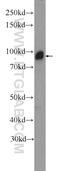 Discs Large MAGUK Scaffold Protein 4 antibody, 20665-1-AP, Proteintech Group, Western Blot image 