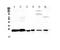 Mediator Complex Subunit 18 antibody, PA5-79657, Invitrogen Antibodies, Western Blot image 