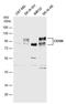 Activated Leukocyte Cell Adhesion Molecule antibody, PA5-77856, Invitrogen Antibodies, Western Blot image 