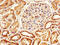 Serpin Family A Member 6 antibody, CSB-PA021062EA01HU, Cusabio, Immunohistochemistry frozen image 