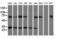 Pyrroline-5-Carboxylate Reductase 2 antibody, LS-C115757, Lifespan Biosciences, Western Blot image 