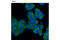 Myelin Protein Zero Like 1 antibody, 9893P, Cell Signaling Technology, Immunofluorescence image 