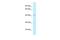 Adenosylhomocysteinase antibody, PA5-69791, Invitrogen Antibodies, Western Blot image 