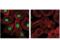 Protein Kinase, DNA-Activated, Catalytic Subunit antibody, 38168S, Cell Signaling Technology, Immunocytochemistry image 