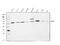 AKT Serine/Threonine Kinase 3 antibody, A00520-2, Boster Biological Technology, Western Blot image 