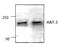 Lysine Acetyltransferase 6A antibody, AP00341PU-N, Origene, Western Blot image 