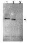 Ring Finger Protein 25 antibody, orb86655, Biorbyt, Western Blot image 