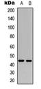 Nuclear Receptor Subfamily 2 Group F Member 2 antibody, orb256726, Biorbyt, Western Blot image 