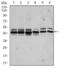 Casein Kinase 2 Alpha 1 antibody, MA5-17062, Invitrogen Antibodies, Western Blot image 